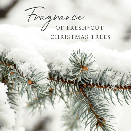 Thymes Frasier Fir Candle – Frosted Plaid Jar – Scented Holiday Candle (6.5 oz) D710