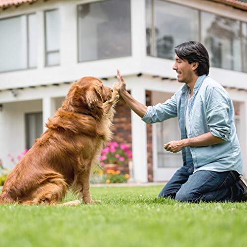 BestPet 8x4x6 Ft Outdoor Dog Kennel with Waterproof Cover Z82451
